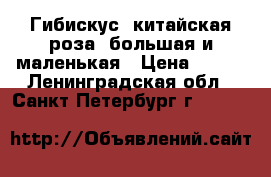 Гибискус (китайская роза) большая и маленькая › Цена ­ 500 - Ленинградская обл., Санкт-Петербург г.  »    